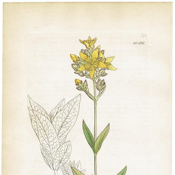 ꥹ ƥ ܥ˥륢/ʪ Hypericum montanumʥȥ꥽. plate.1056,1839ǯ 0407