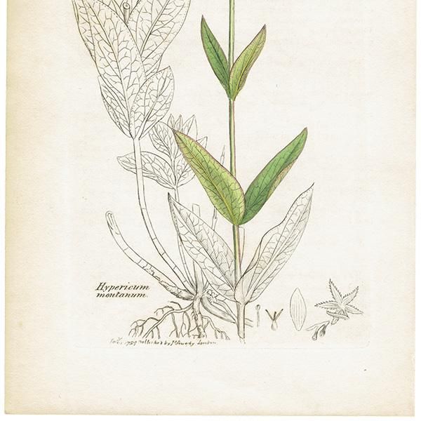 ꥹ ƥ ܥ˥륢/ʪ Hypericum montanumʥȥ꥽. plate.1056,1839ǯ 0407