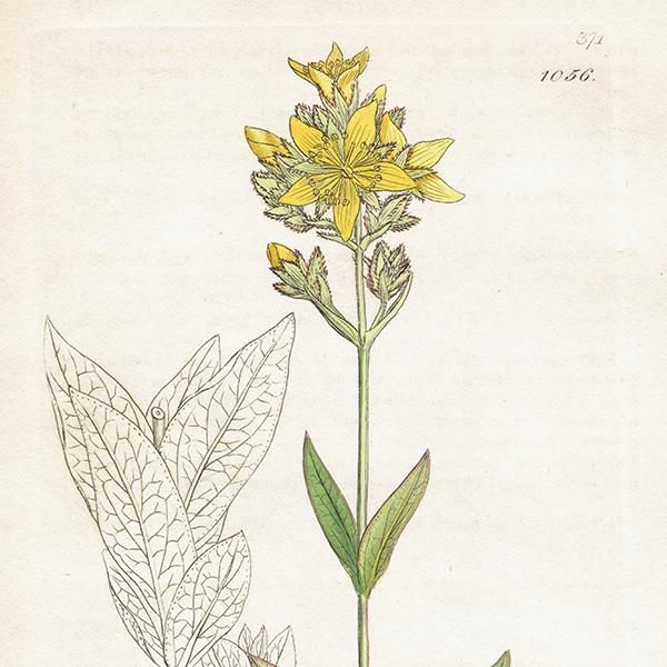 ꥹ ƥ ܥ˥륢/ʪ Hypericum montanumʥȥ꥽. plate.1056,1839ǯ 0407