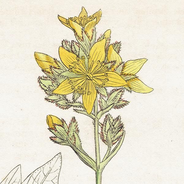 ꥹ ƥ ܥ˥륢/ʪ Hypericum montanumʥȥ꥽. plate.1056,1839ǯ 0407