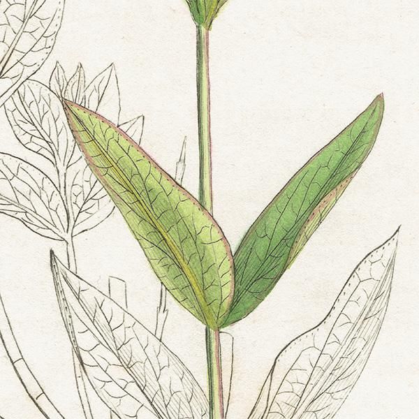 ꥹ ƥ ܥ˥륢/ʪ Hypericum montanumʥȥ꥽. plate.1056,1839ǯ 0407