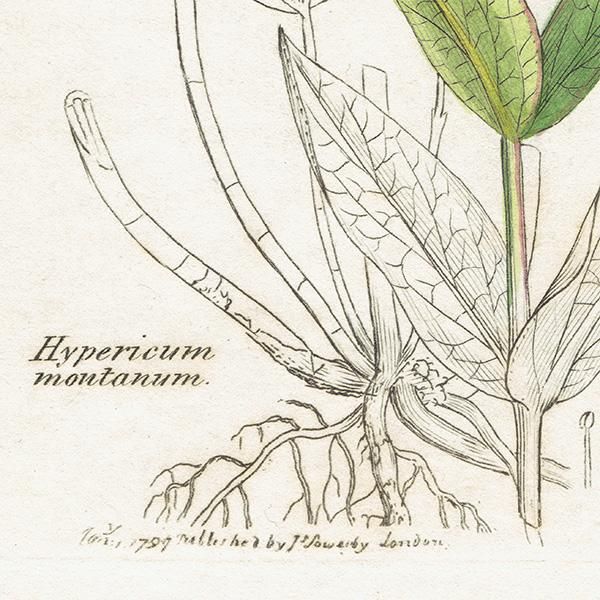 ꥹ ƥ ܥ˥륢/ʪ Hypericum montanumʥȥ꥽. plate.1056,1839ǯ 0407