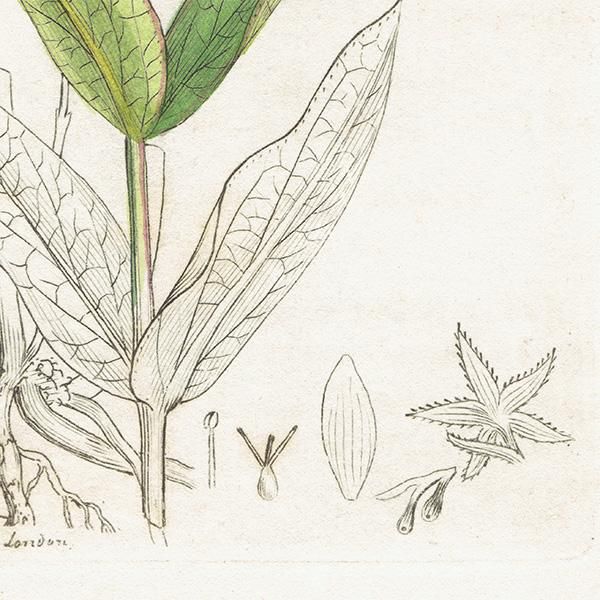 ꥹ ƥ ܥ˥륢/ʪ Hypericum montanumʥȥ꥽. plate.1056,1839ǯ 0407