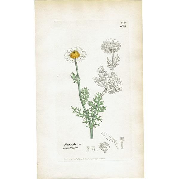 ꥹ ƥ ܥ˥륢/ʪ Pyrethrum maritimum. plate.1175,1839ǯ 0408