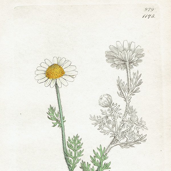 ꥹ ƥ ܥ˥륢/ʪ Pyrethrum maritimum. plate.1175,1839ǯ 0408