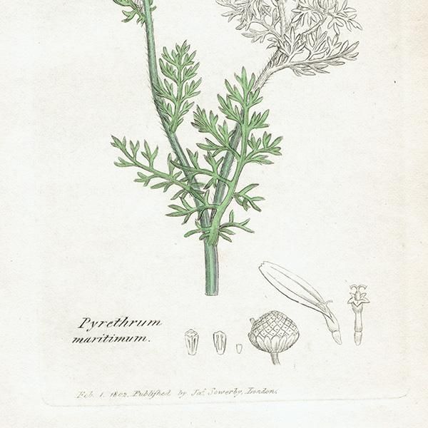 ꥹ ƥ ܥ˥륢/ʪ Pyrethrum maritimum. plate.1175,1839ǯ 0408