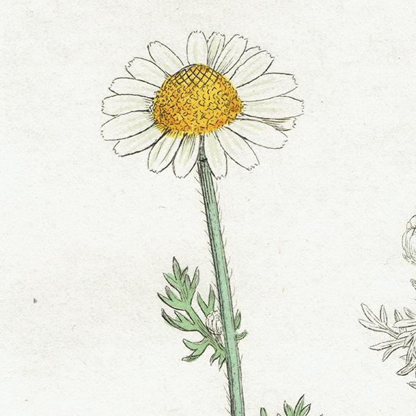 ꥹ ƥ ܥ˥륢/ʪ Pyrethrum maritimum. plate.1175,1839ǯ 0408