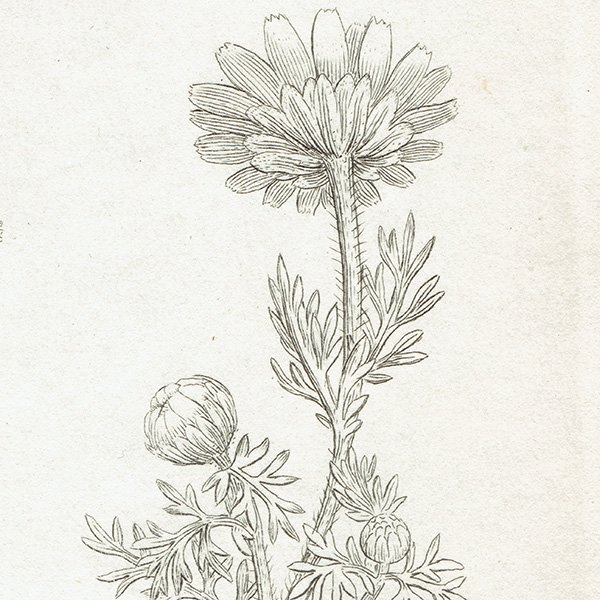 ꥹ ƥ ܥ˥륢/ʪ Pyrethrum maritimum. plate.1175,1839ǯ 0408