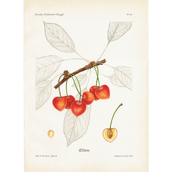 スウェーデン さくらんぼの アンティーク ボタニカルアート（チェリー）果実学 植物画 0410