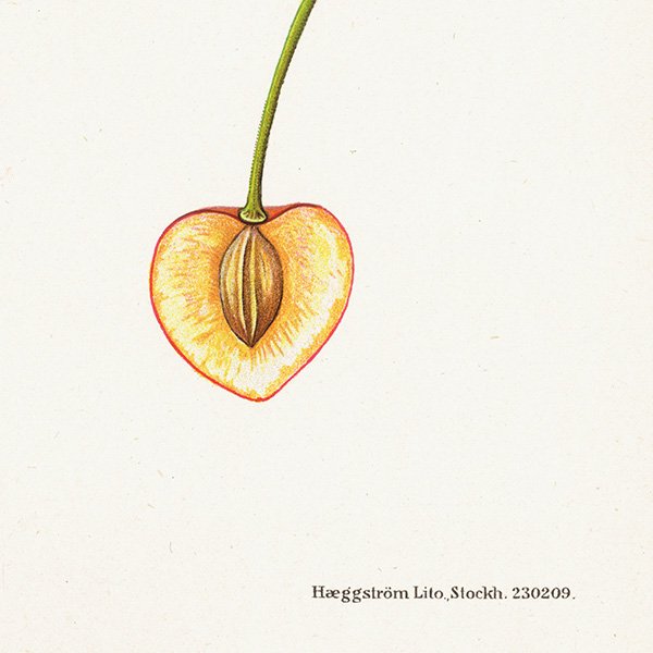 スウェーデン さくらんぼの アンティーク ボタニカルアート（チェリー）果実学 植物画 0410