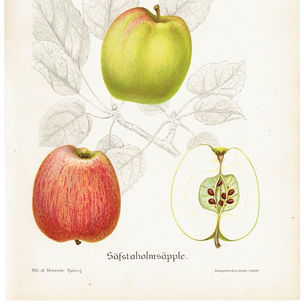 スウェーデン リンゴの アンティーク ボタニカルアート（アップル） 果実学 植物画 0411