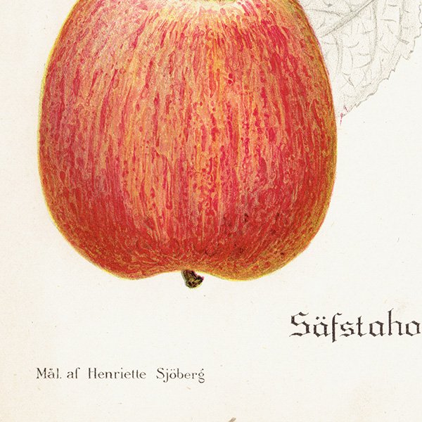 スウェーデン リンゴの アンティーク ボタニカルアート（アップル） 果実学 植物画 0411