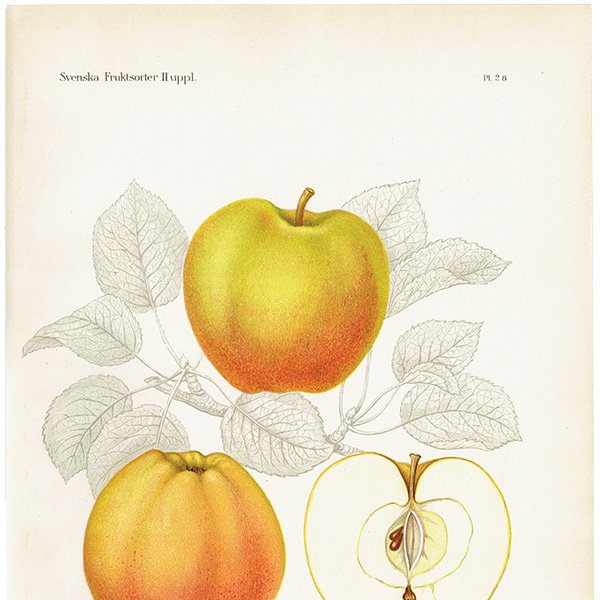 スウェーデン リンゴの アンティーク ボタニカルアート（アップル） 果実学 植物画 0412
