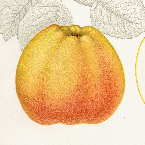 スウェーデン リンゴの アンティーク ボタニカルアート（アップル） 果実学 植物画 0412