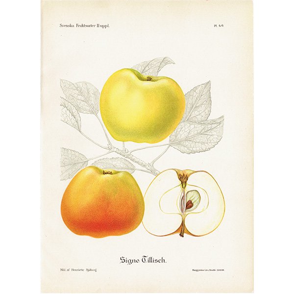 スウェーデン リンゴの アンティーク ボタニカルアート（アップル） 果実学 植物画 0413