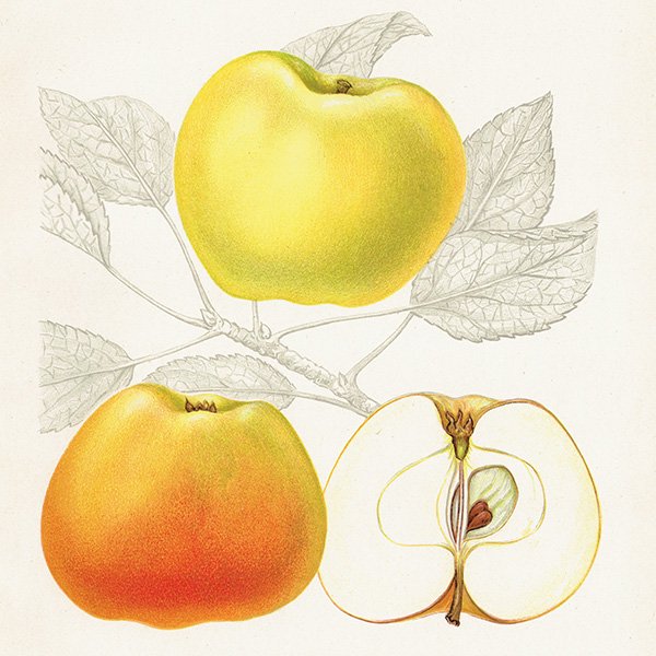 スウェーデン リンゴの アンティーク ボタニカルアート（アップル） 果実学 植物画 0413