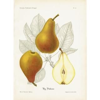 フルーツ・FRUIT 果実学 ボタニカルアート 植物画