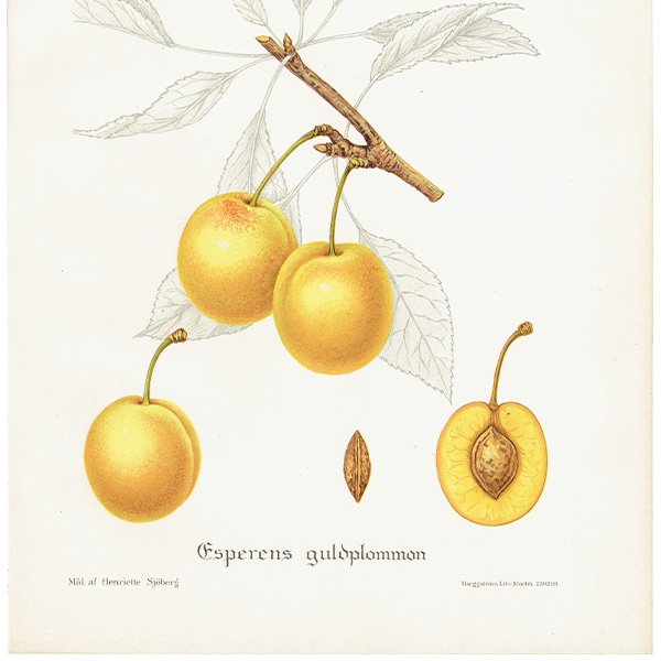 スウェーデン プラムの アンティーク ボタニカルアート（Plum）果実学 植物画 0417
