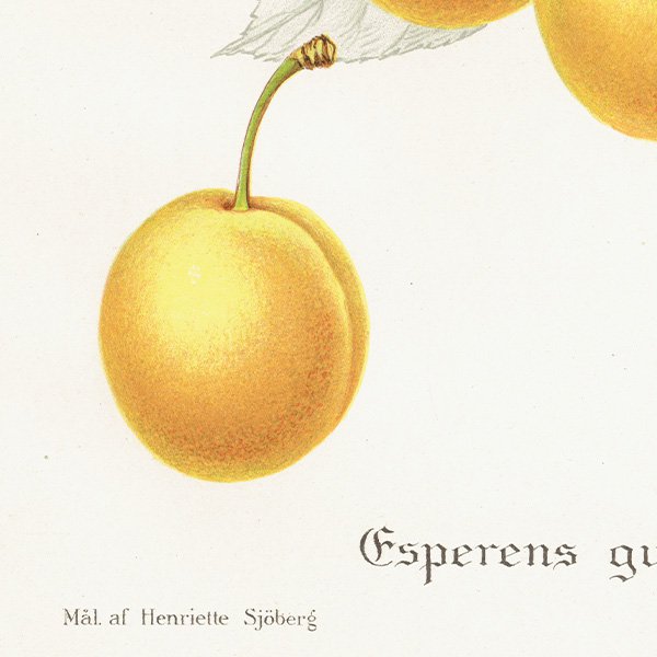 スウェーデン プラムの アンティーク ボタニカルアート（Plum）果実学 植物画 0417