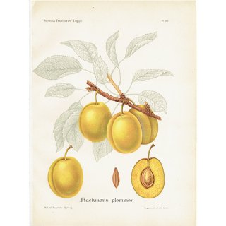 スウェーデン プラムのアンティークボタニカルプリント（Plum）果実学 植物画 0418