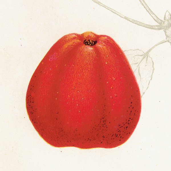 スウェーデン リンゴの アンティーク ボタニカルアート（アップル） 果実学 植物画 0420