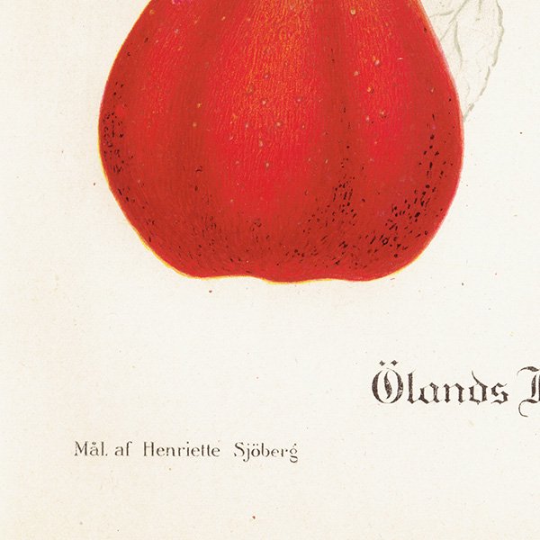 スウェーデン リンゴの アンティーク ボタニカルアート（アップル） 果実学 植物画 0420