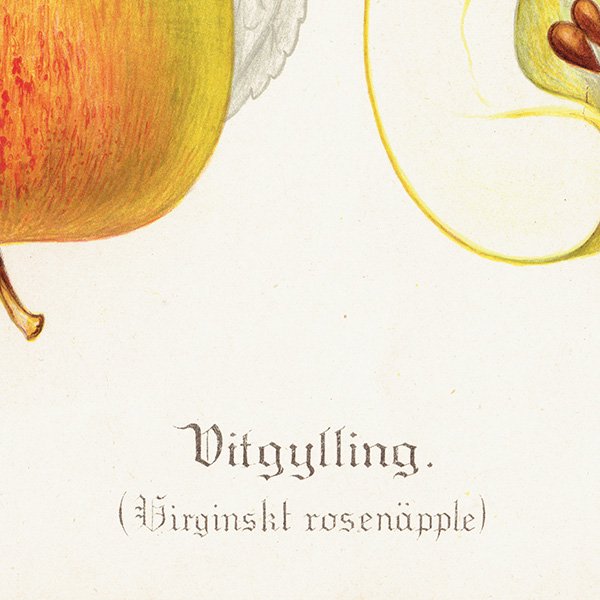 スウェーデン リンゴの アンティーク ボタニカルアート（アップル） 果実学 植物画 0421