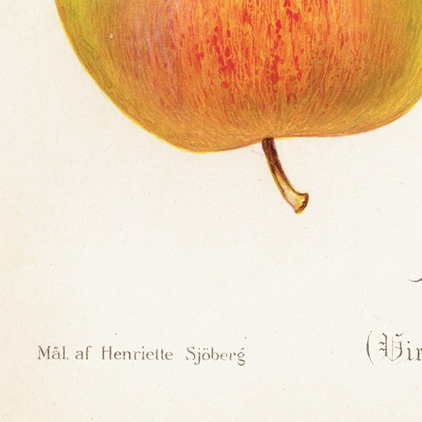 スウェーデン リンゴの アンティーク ボタニカルアート（アップル） 果実学 植物画 0421