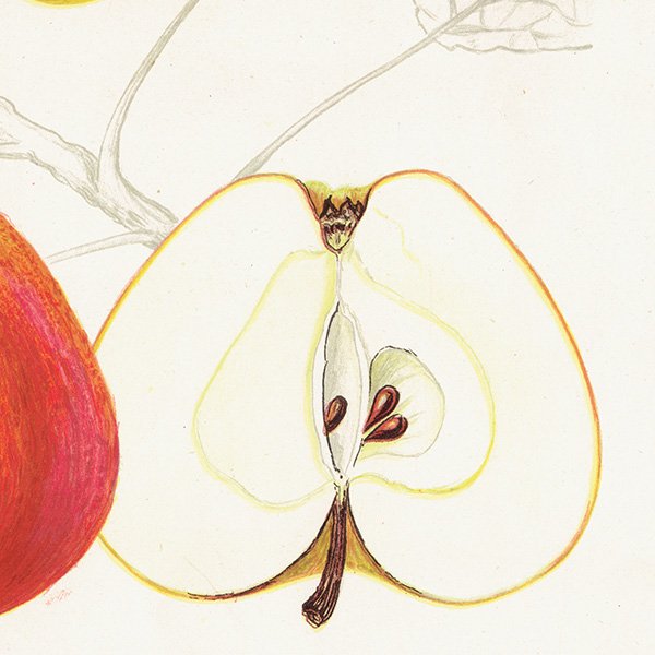 スウェーデン リンゴの アンティーク ボタニカルアート（アップル） 果実学 植物画 0422