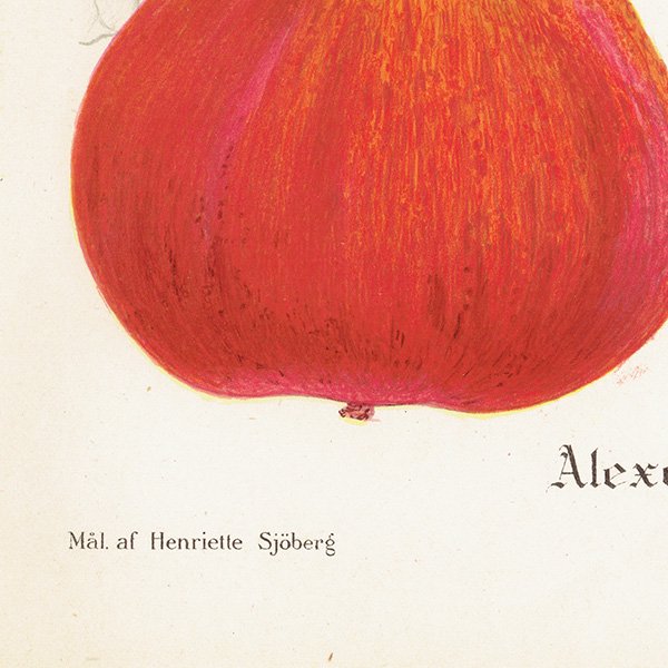 スウェーデン リンゴの アンティーク ボタニカルアート（アップル） 果実学 植物画 0422