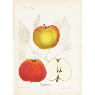 スウェーデン リンゴのアンティークボタニカルプリント（アップル） 果実学 植物画 0422