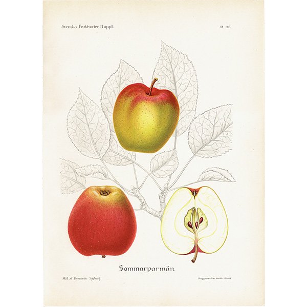 スウェーデン リンゴの アンティーク ボタニカルアート（アップル） 果実学 植物画 0424