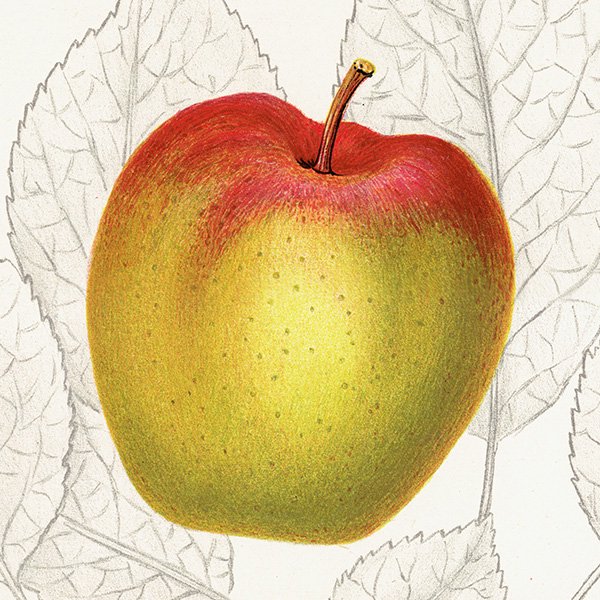 スウェーデン リンゴの アンティーク ボタニカルアート（アップル） 果実学 植物画 0424