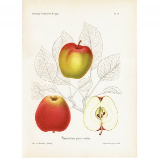 スウェーデン リンゴのアンティークボタニカルプリント（アップル） 果実学 植物画 0424