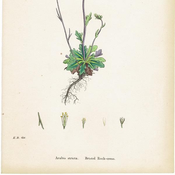 ꥹ ƥ ܥ˥륢/ʪ Arabis stricta(֥ʲʤοʪ). plate.114,1863ǯ 0425