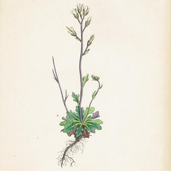 ꥹ ƥ ܥ˥륢/ʪ Arabis stricta(֥ʲʤοʪ). plate.114,1863ǯ 0425