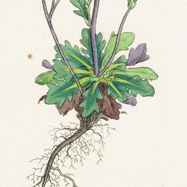 ꥹ ƥ ܥ˥륢/ʪ Arabis stricta(֥ʲʤοʪ). plate.114,1863ǯ 0425