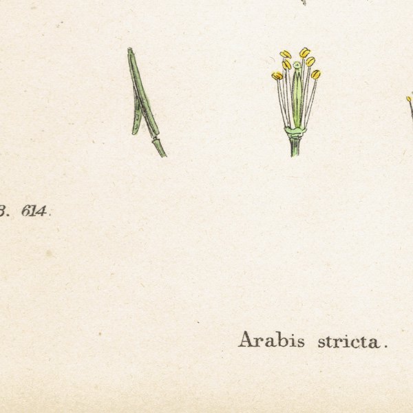 ꥹ ƥ ܥ˥륢/ʪ Arabis stricta(֥ʲʤοʪ). plate.114,1863ǯ 0425