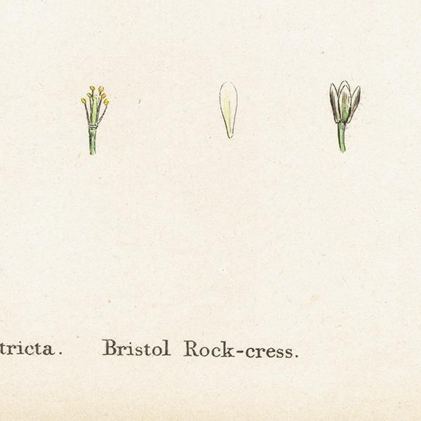 ꥹ ƥ ܥ˥륢/ʪ Arabis stricta(֥ʲʤοʪ). plate.114,1863ǯ 0425