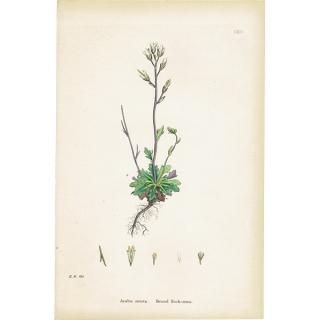 ꥹ ƥ ܥ˥륢/ʪ Arabis stricta(֥ʲʤοʪ). plate.114,1863ǯ 0425