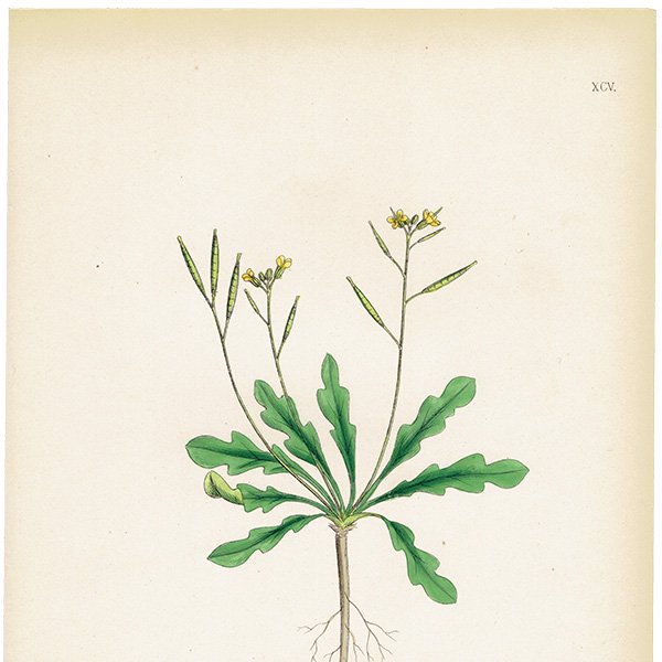 ꥹ ƥ ܥ˥륢/ʪ Brassica viminea. plate.95,1863ǯ 0429