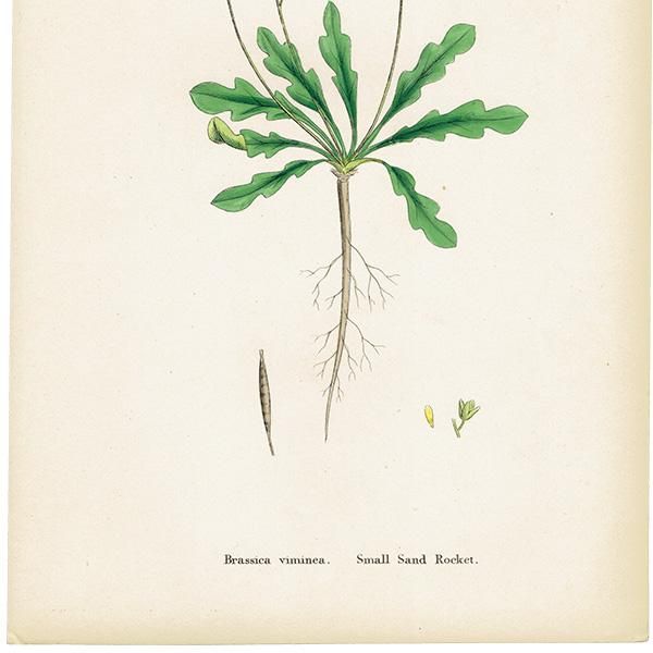 ꥹ ƥ ܥ˥륢/ʪ Brassica viminea. plate.95,1863ǯ 0429