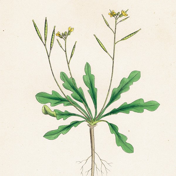 ꥹ ƥ ܥ˥륢/ʪ Brassica viminea. plate.95,1863ǯ 0429