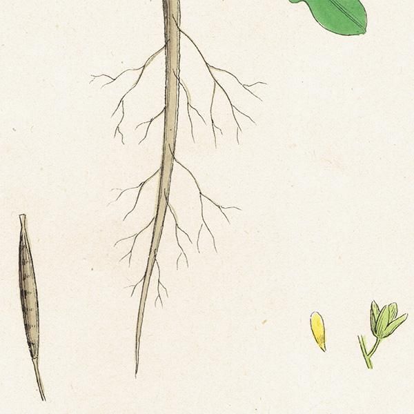 ꥹ ƥ ܥ˥륢/ʪ Brassica viminea. plate.95,1863ǯ 0429