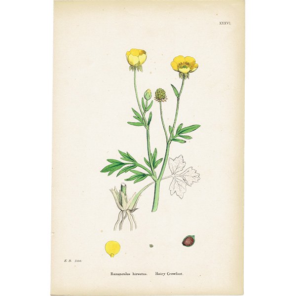 ꥹ ƥ ܥ˥륢/ʪ Ranunculus hirsutusʥʥ󥭥饹. plate.36,1863ǯ 0430