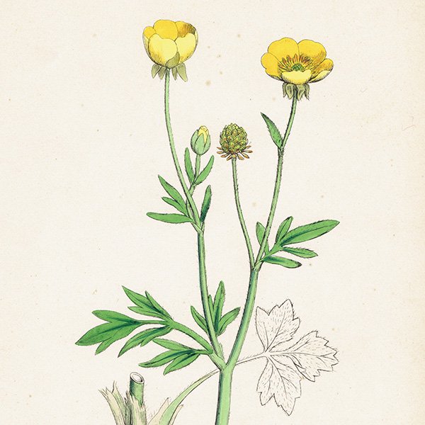 イギリス アンティーク ボタニカルアート/植物画 Ranunculus hirsutus 
