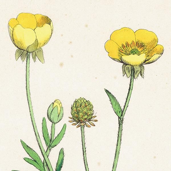 イギリス アンティーク ボタニカルアート/植物画 Ranunculus