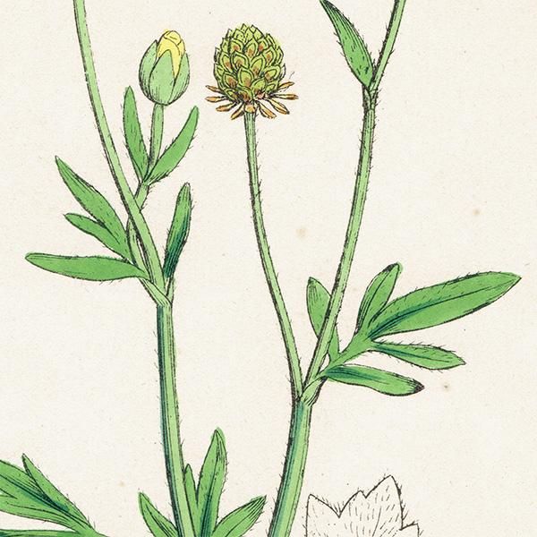 ꥹ ƥ ܥ˥륢/ʪ Ranunculus hirsutusʥʥ󥭥饹. plate.36,1863ǯ 0430