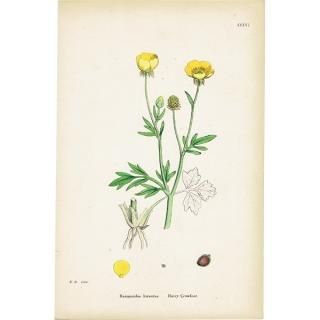 ꥹ ƥ ܥ˥륢/ʪ Ranunculus hirsutusʥʥ󥭥饹. plate.36,1863ǯ 0430