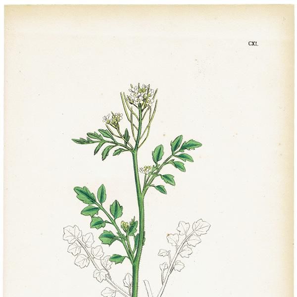 ꥹ ƥ ܥ˥륢/ʪ Cardamine sylvaticaʥͥĥХʡ. plate.111,1863ǯ 0431